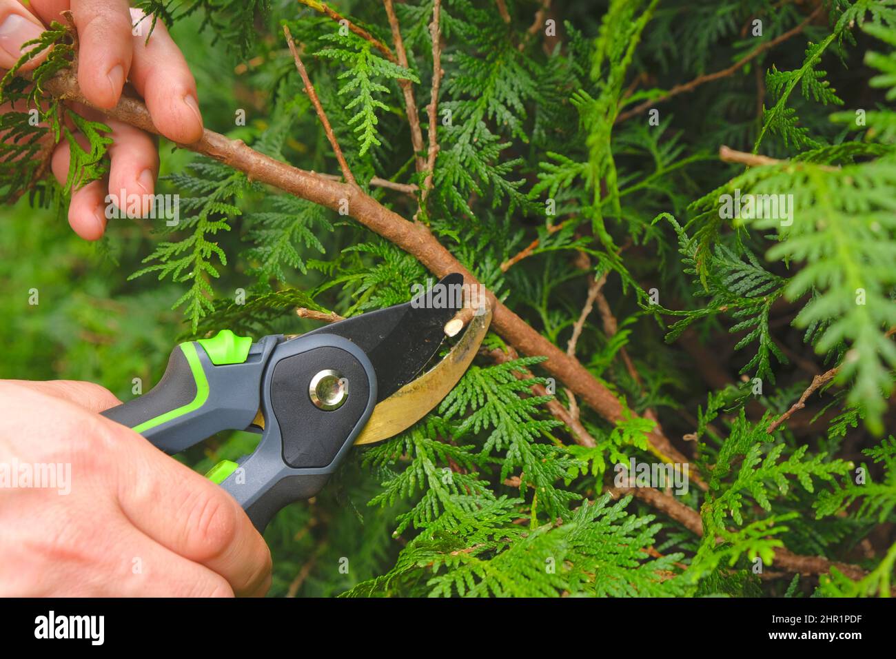 Pruning thuja.Garden Plants Pruning Tool. Garden shears in hands cutting a hedge.Plant pruning.Gardening and plant formation.Gardening and farming Stock Photo