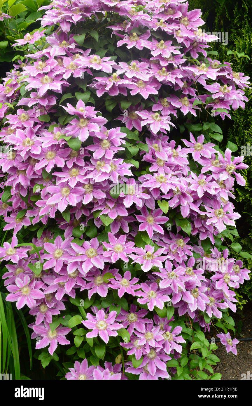 Close up of the flowers of clematis Dr Ruppel seen outdoors. Stock Photo