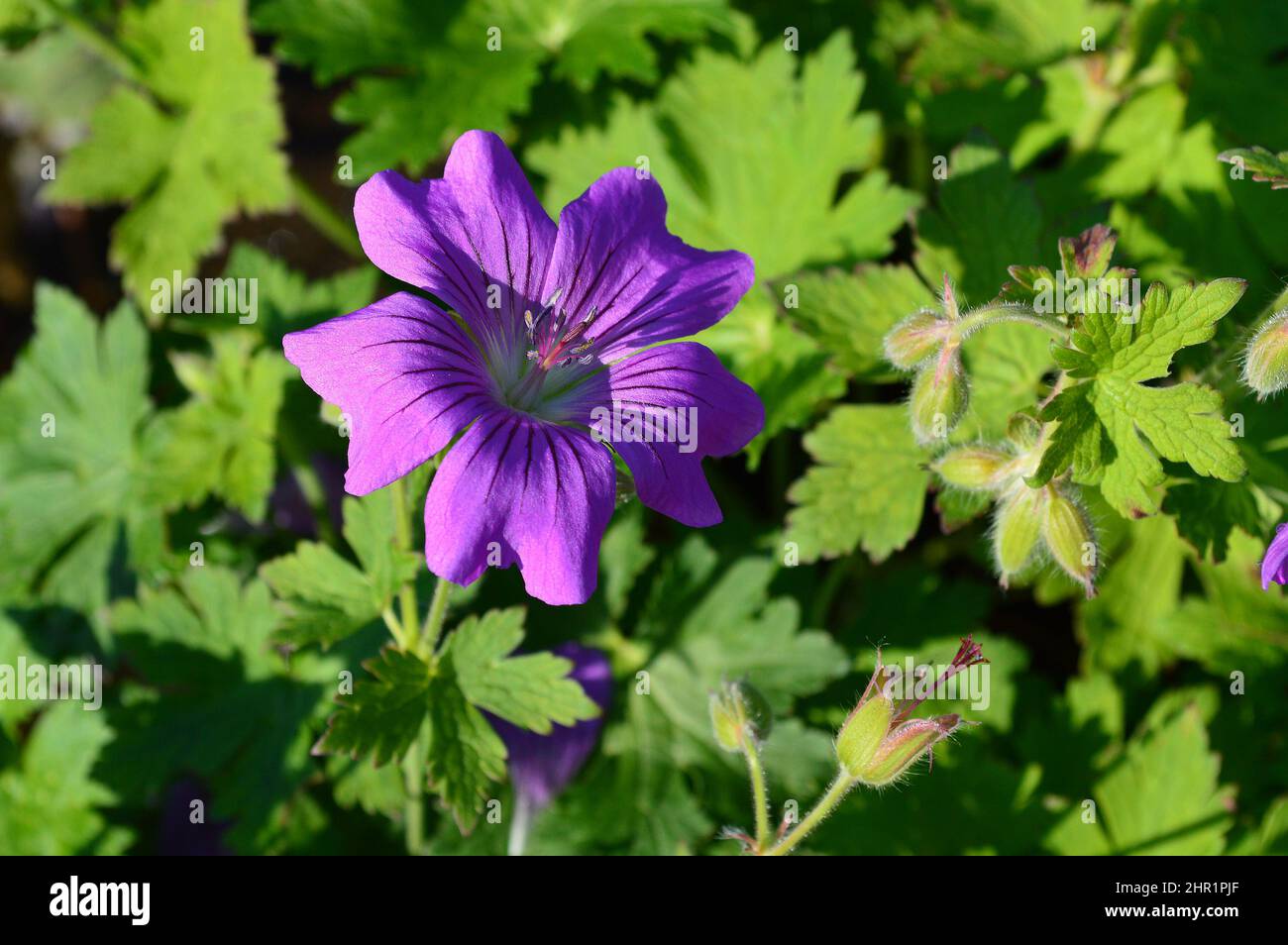 Close up of a flower of the herbaceous plant Geranium Sirak. Stock Photo