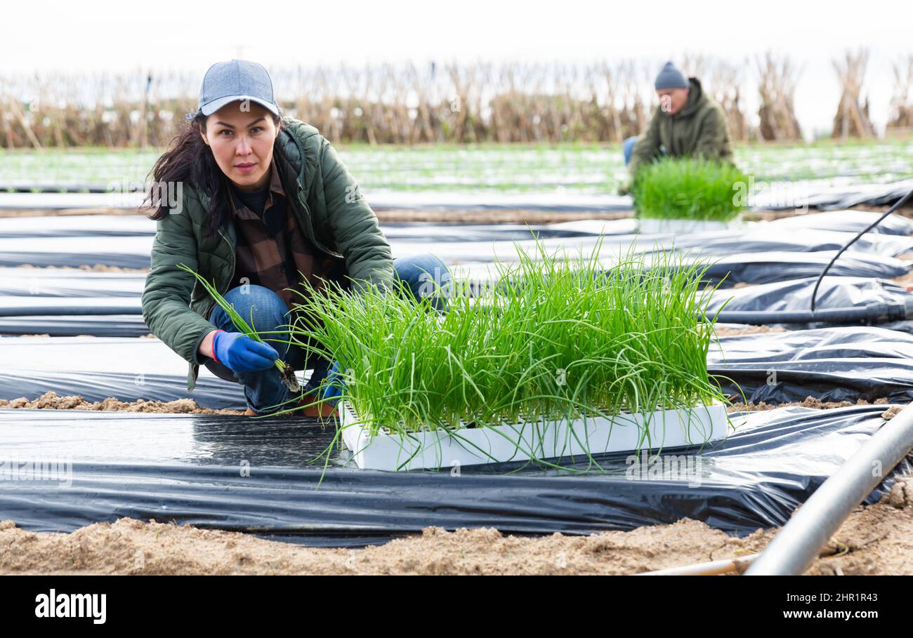 Asian woman planting onion seedlings into cover film holes in farm