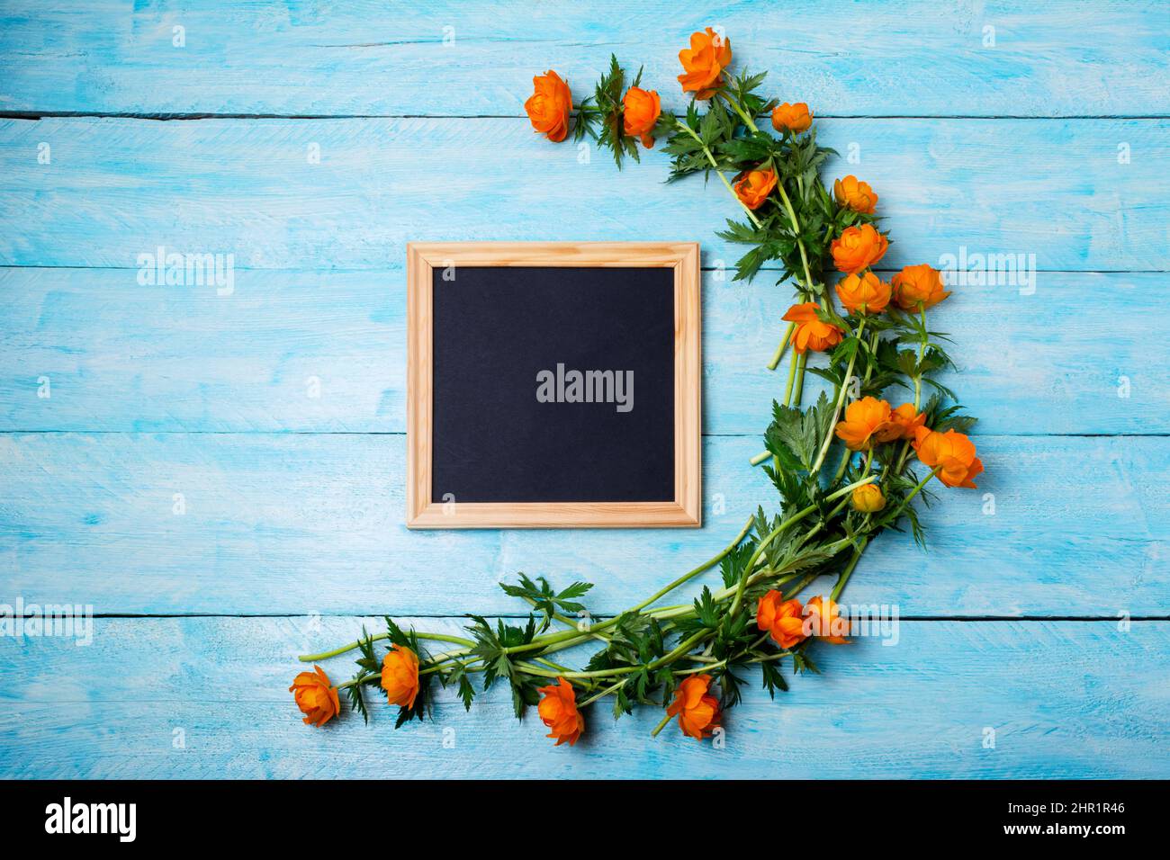 Black chalkboard wooden square frame mockup with globeflowers on the blue table. Empty blackboard frame mock up for presentation design. Template blac Stock Photo