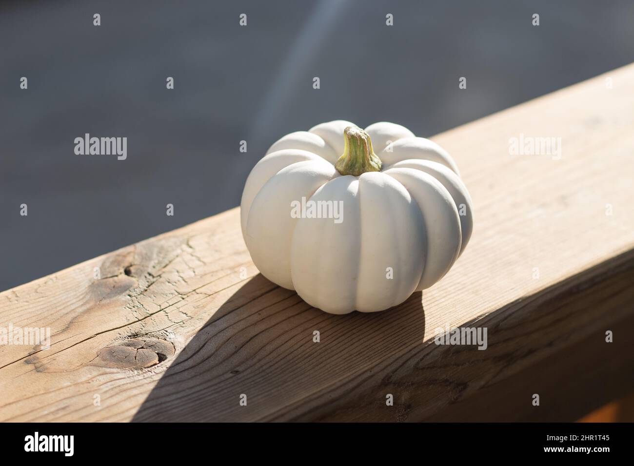 White miniture pumpkin Stock Photo