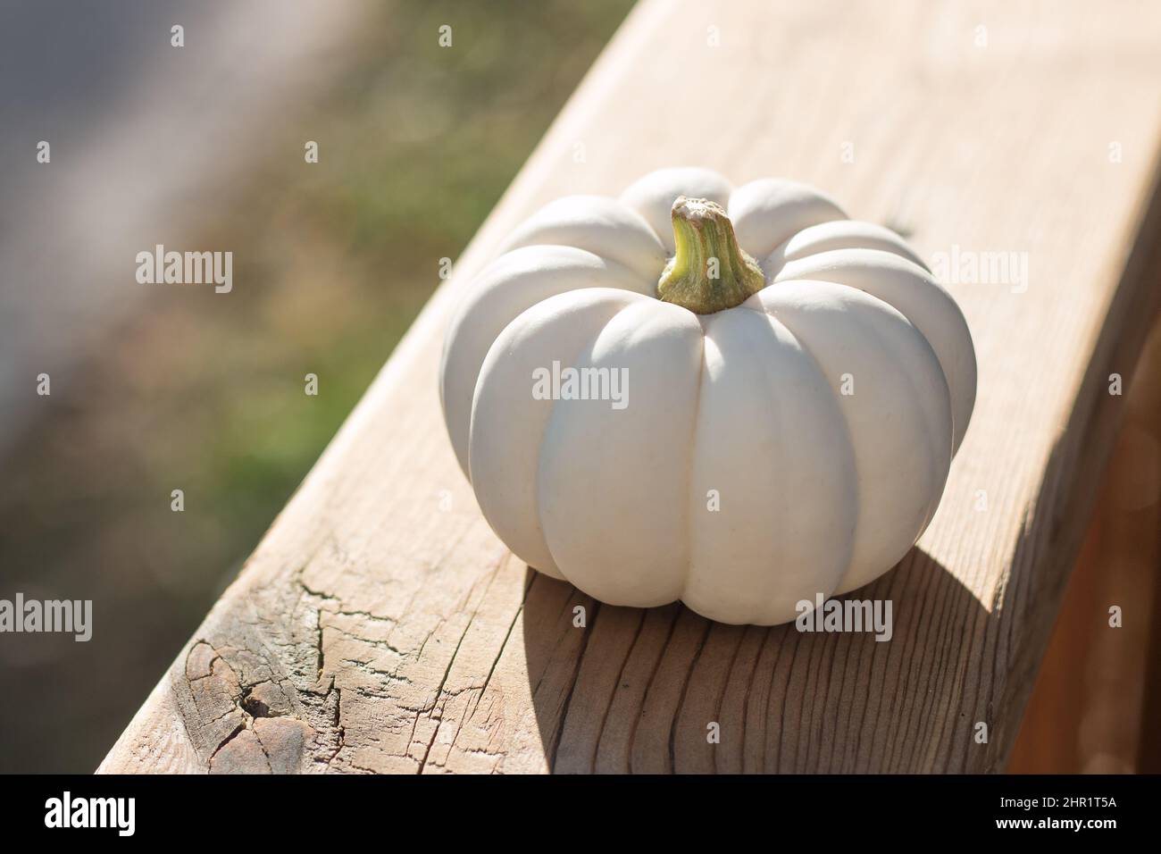 mini white pumpkin Stock Photo