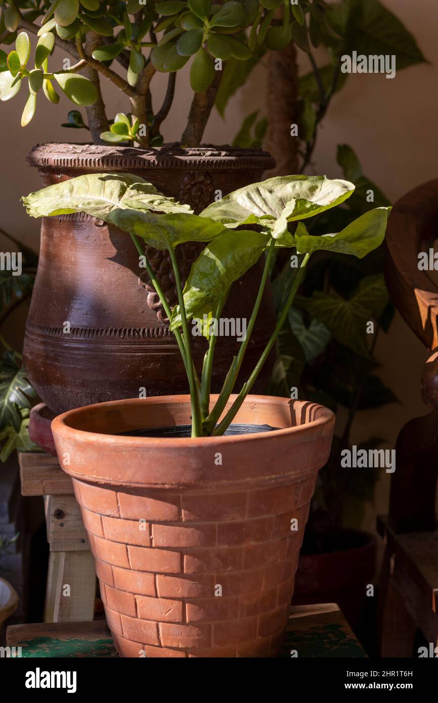 Arrowhead vine plant in a pot Stock Photo