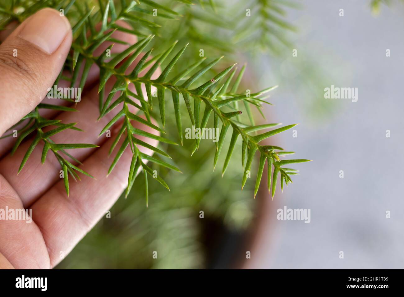 Holding branch of Arucaria colonial pine in hand Stock Photo