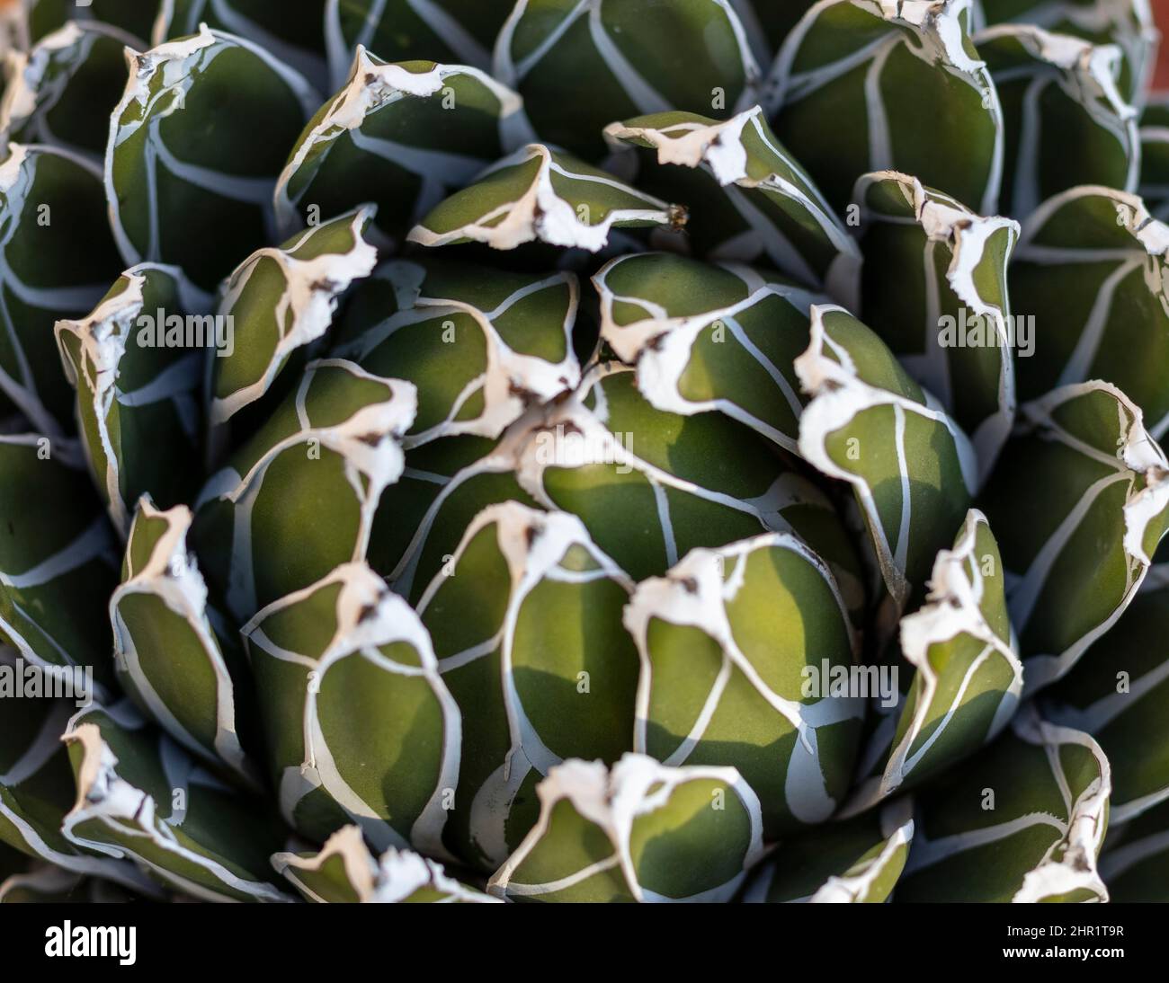 Agave victoria reginae geometrical funnel shape plant Stock Photo