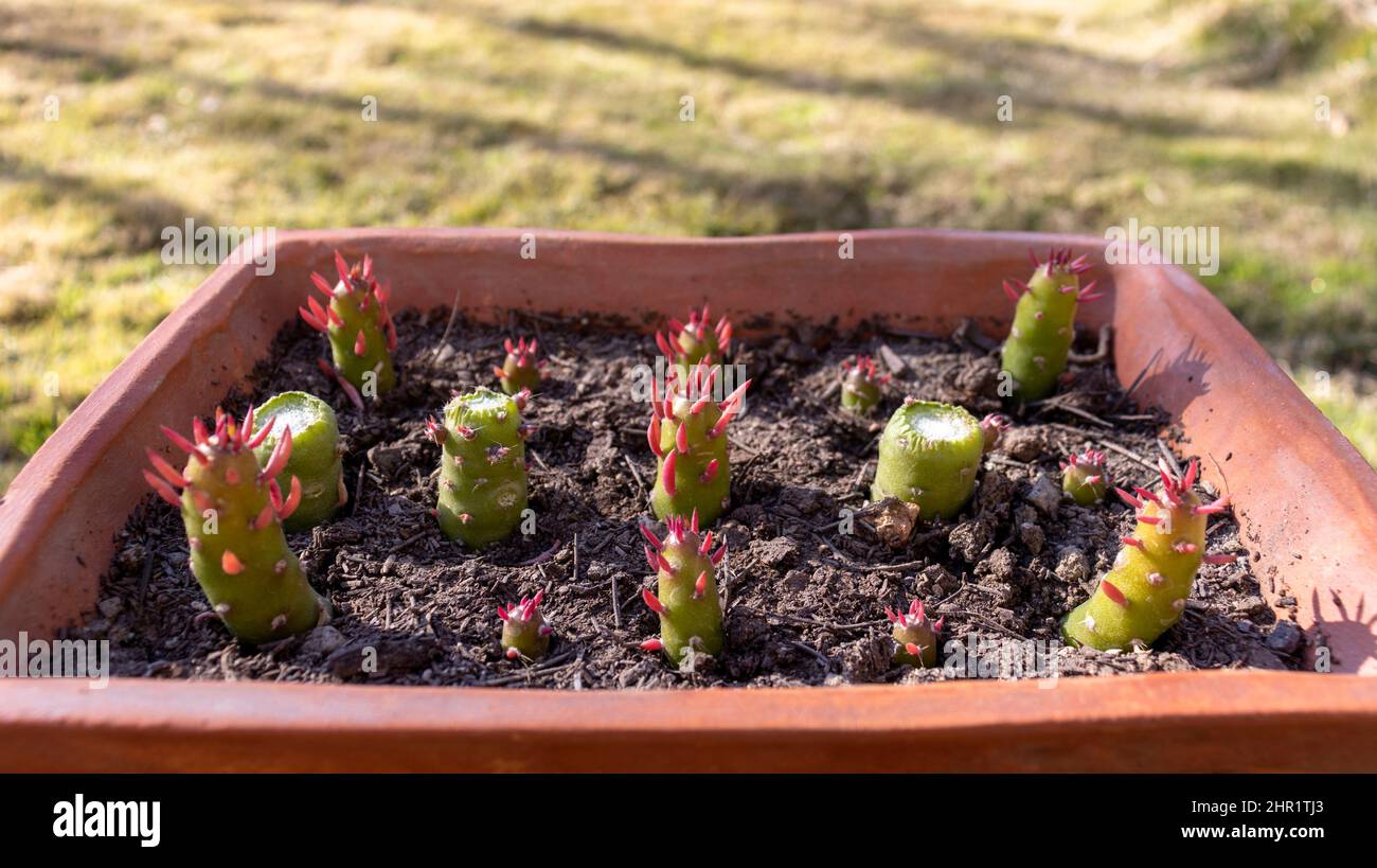 Austrocylindropuntia eve pin cactus in a container Stock Photo