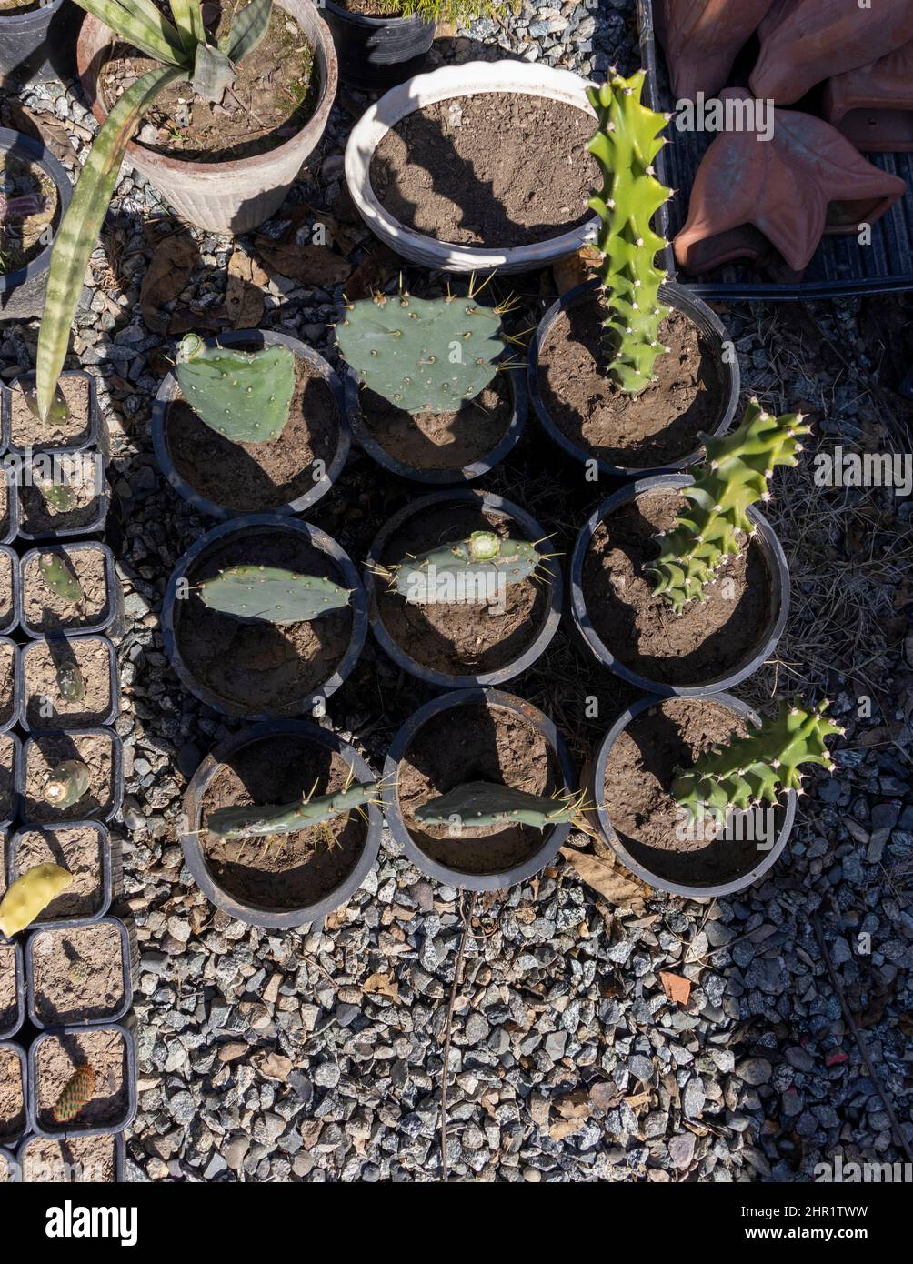 propagated by rooting opuntia and euphorbia leaves Stock Photo