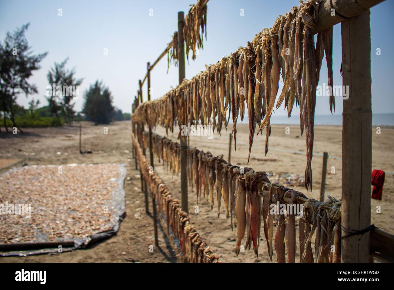 Fish are let to dry in sun offshore of Kutubdia Island Stock Photo
