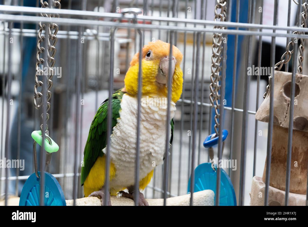 Green, orange, yellow and white pet bird in bird cage Stock Photo