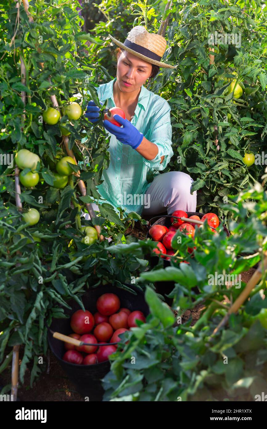Experienced female farmer harvesting pink tomatoes on farm field Stock ...