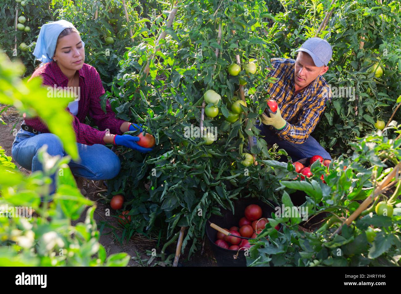 Man and girl picking ripe tomatoes Stock Photo Alamy