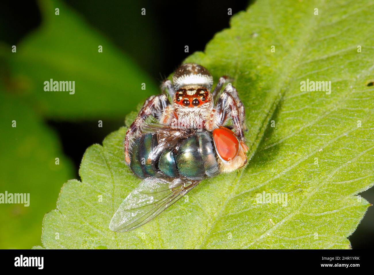 Garden Jumping Spider, Opisthoncus parcedentatus. Holding prey of an Australian Blowfly, probably a Large Greenbottle, Chrysomya rufifacies or Steelbl Stock Photo