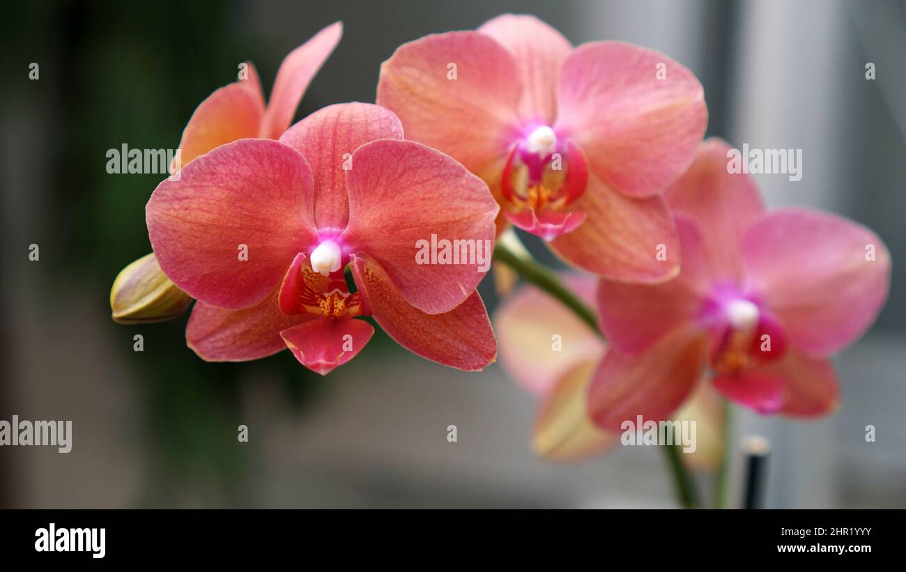 Aphrodites phalaenopsis orchid in bloom Stock Photo