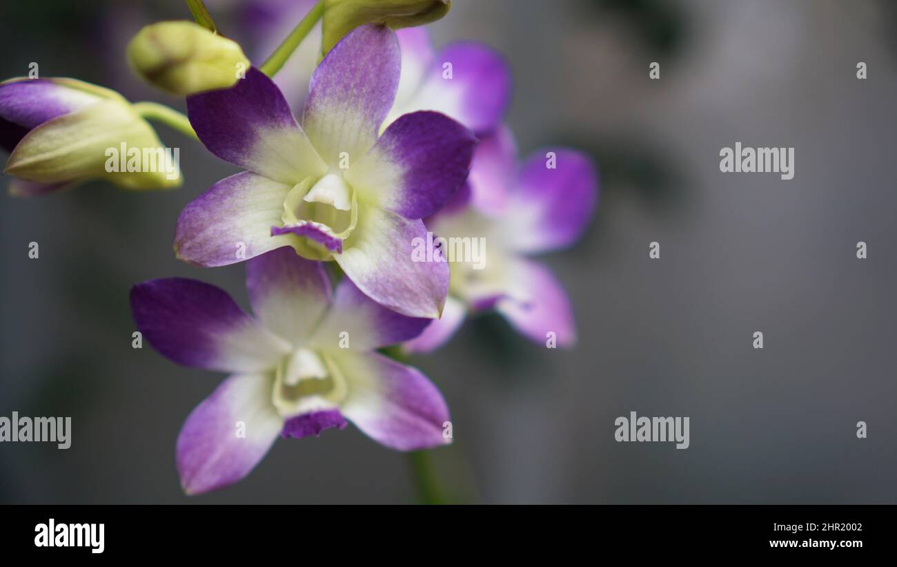 Purple Dendrobium Nobile Orchid (Noble Orchid) in bloom. Stock Photo