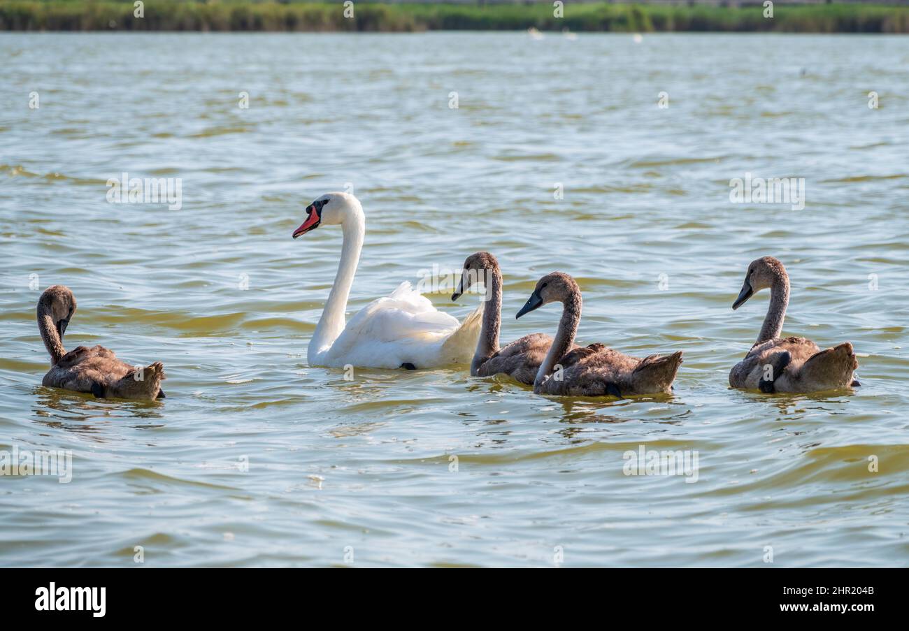 A female mute swan, Cygnus olor, swimming on a lake with its new born