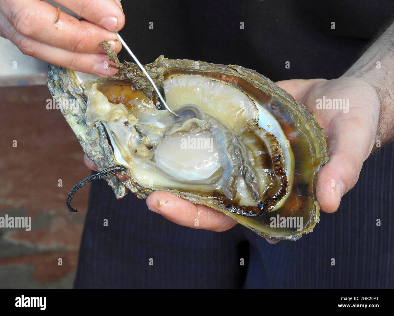 An oyster being seeded to make a pearl at a pearl farm on Shark Bay, Western Australia. Stock Photo