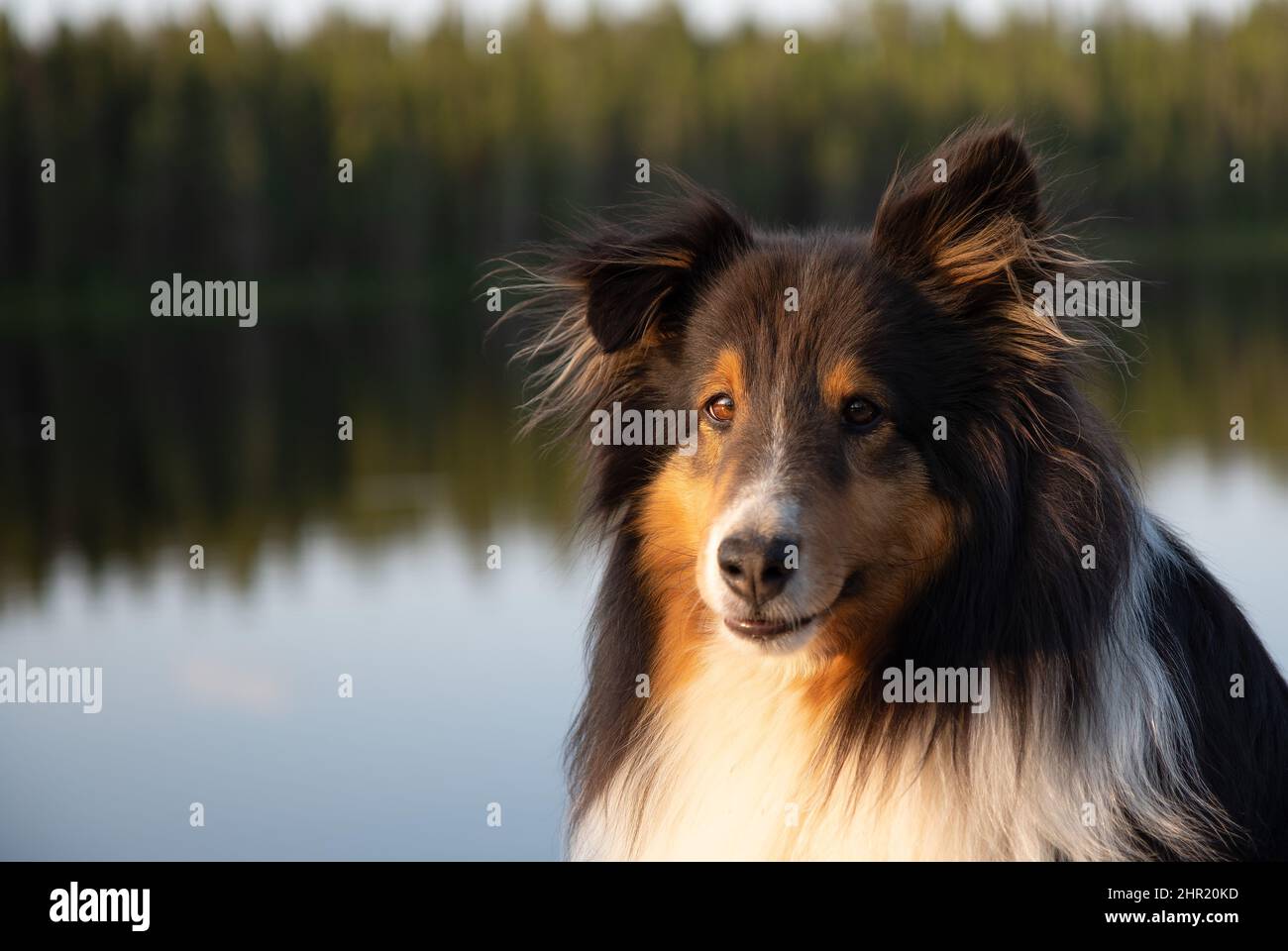 cute shetland sheepdog dog portrait by a lake in summer Stock Photo - Alamy