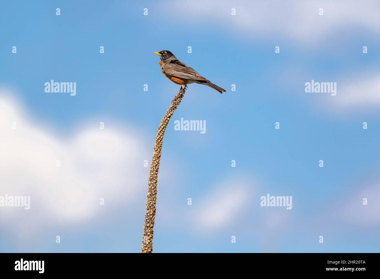 An American Robin sits high atop a Mullein plant stalk with a beautiful blue sky surrounded by fluffy white clouds. Stock Photo