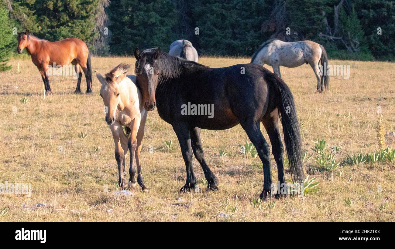 Black mare with her baby dun colt along with herd of wild horses in the Pryor mountains of Wyoming United States Stock Photo