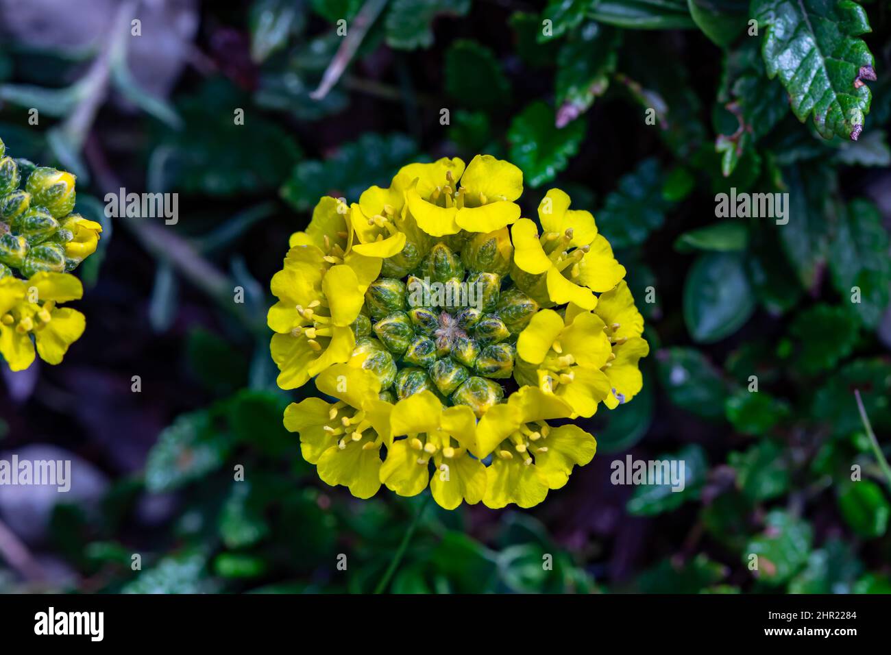 Alyssum montanum flower growing in mountains, close up Stock Photo - Alamy