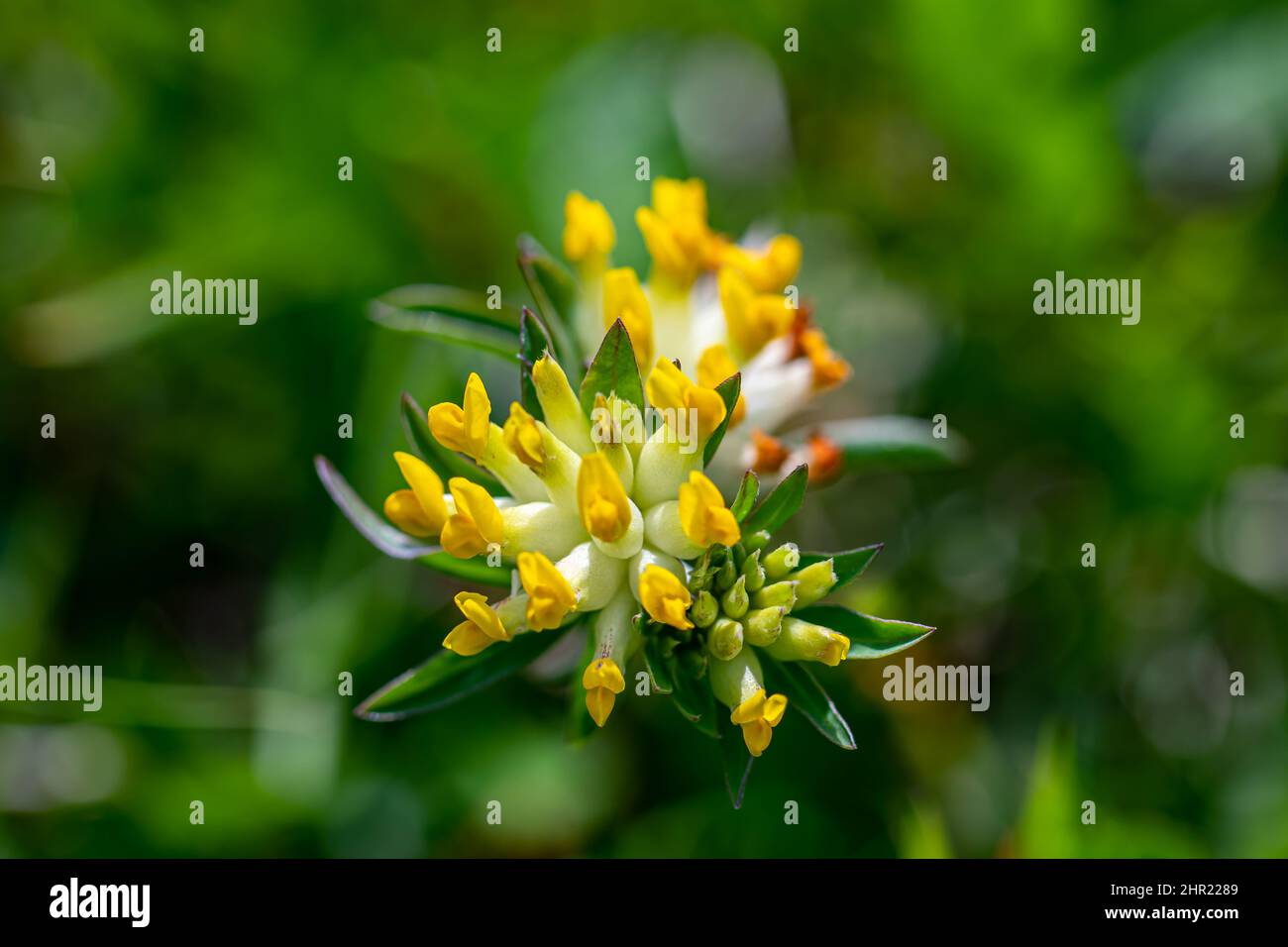 Anthyllis vulneraria ssp. alpestris flower in mountains Stock Photo