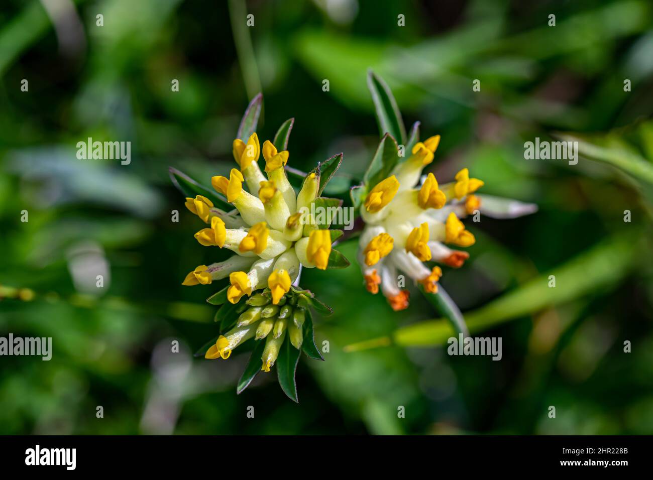 Anthyllis vulneraria ssp. alpestris flower growing in mountains Stock Photo