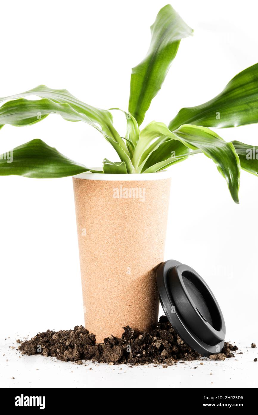 plant in reusable eco cup with ground on white background. Sustainable lifestyle. Eco friendly and Zero waste concept. environmental issues. Stock Photo
