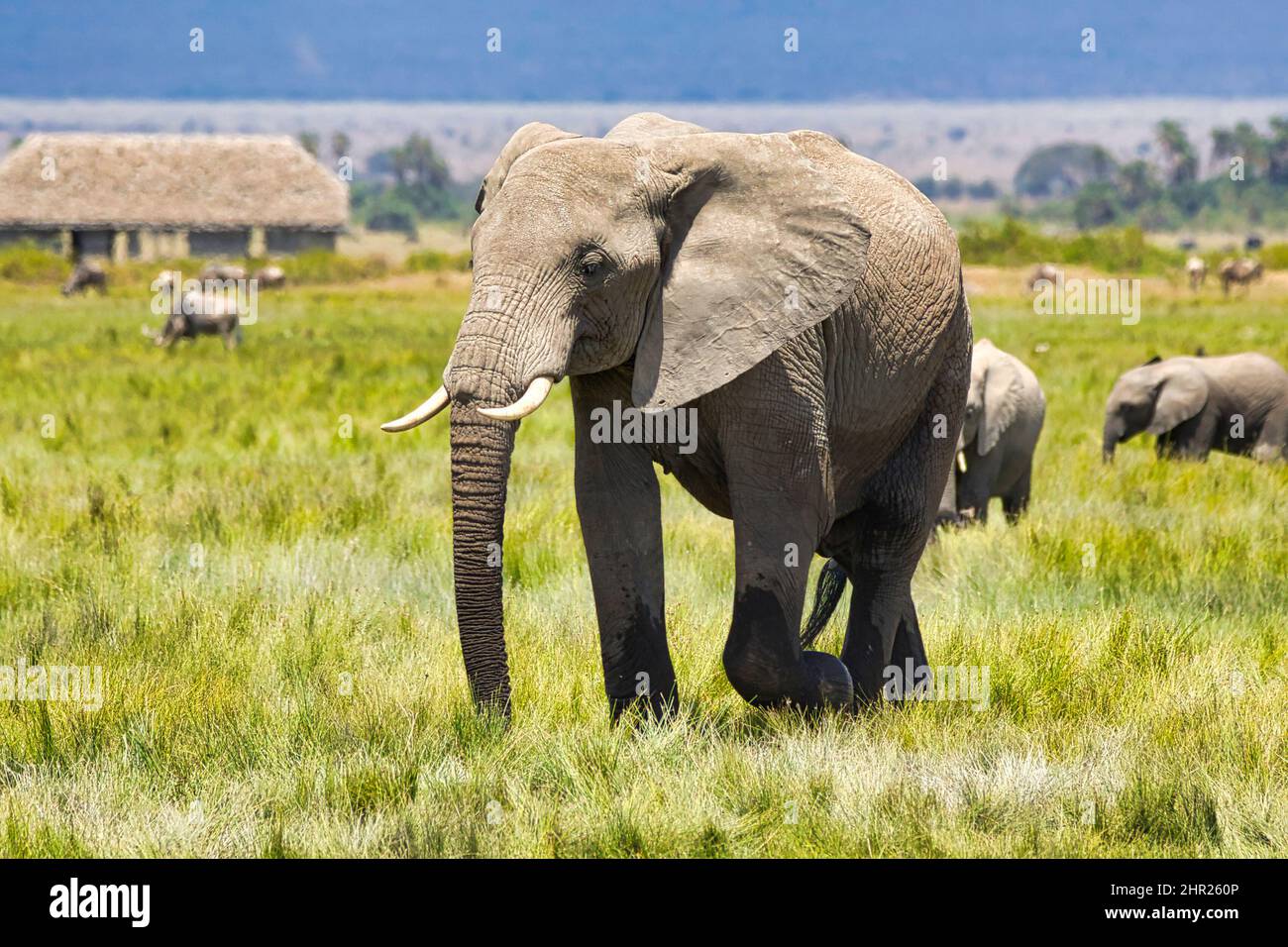 African elephants, Loxodonta africana, wandering through Amboseli Natioanl Park. Stock Photo