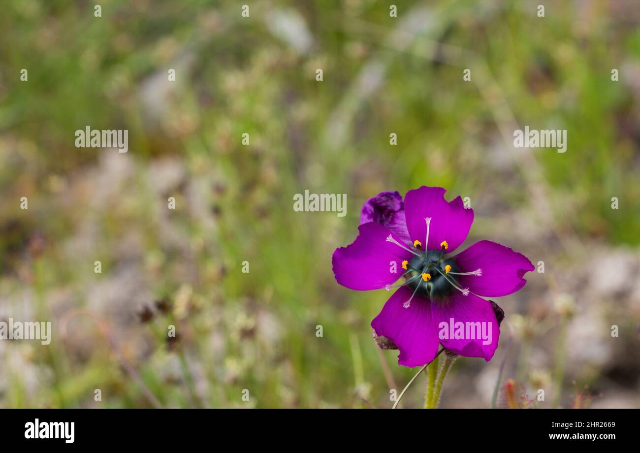 Flower of the purple form of Drosera cistiflora in natural habitat in the Western Cape of South Africa with copyspace Stock Photo