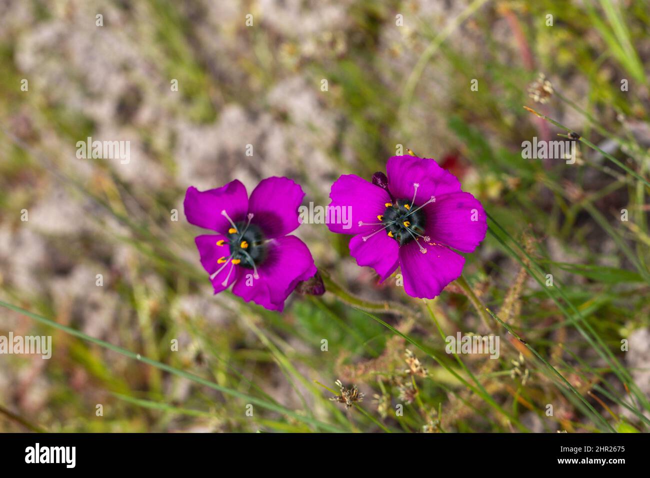 Two purple flowers of the carnivorous plant Drosera cistiflora taken in natural habitat close to Malmesbury in the Western Cape of South Africa Stock Photo