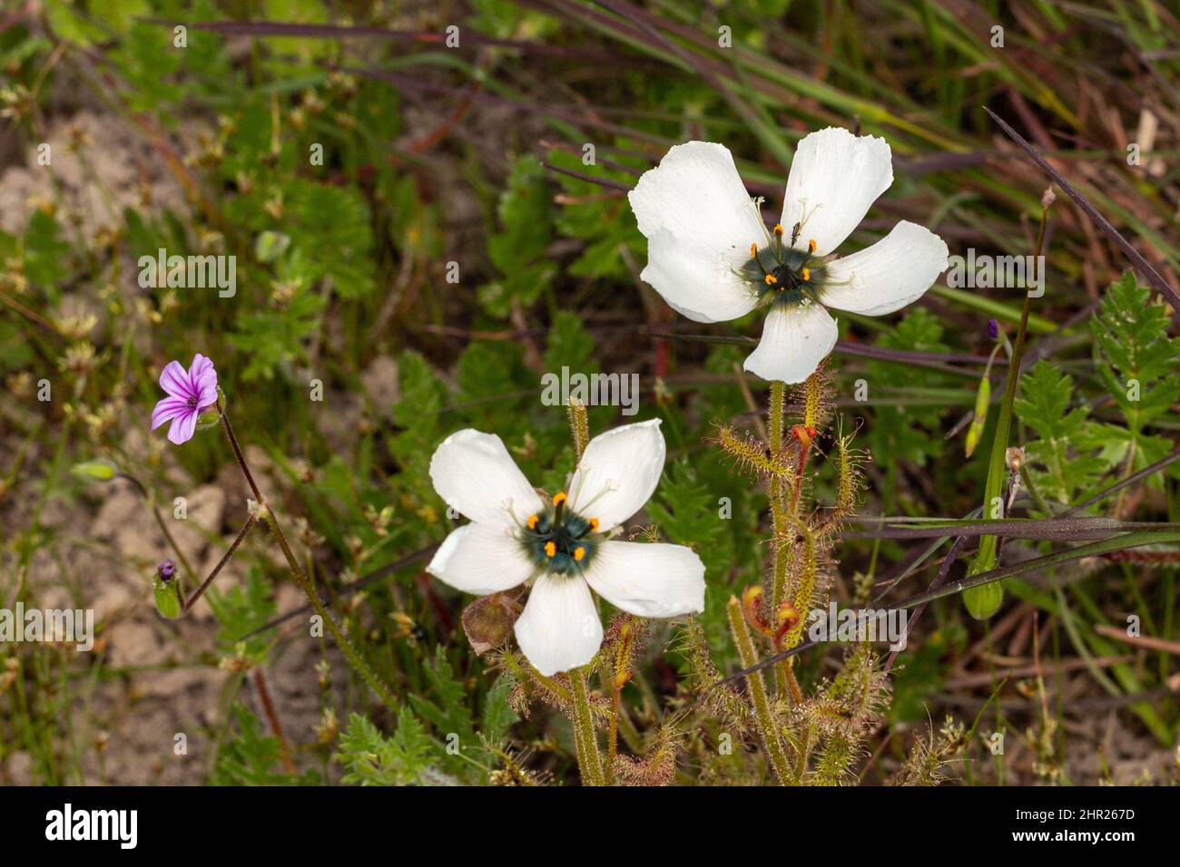 Two large white flowers of the carnivorous plant Drosera cistiflora in natural habitat near Malmesbury in the Western Cape of South Africa Stock Photo