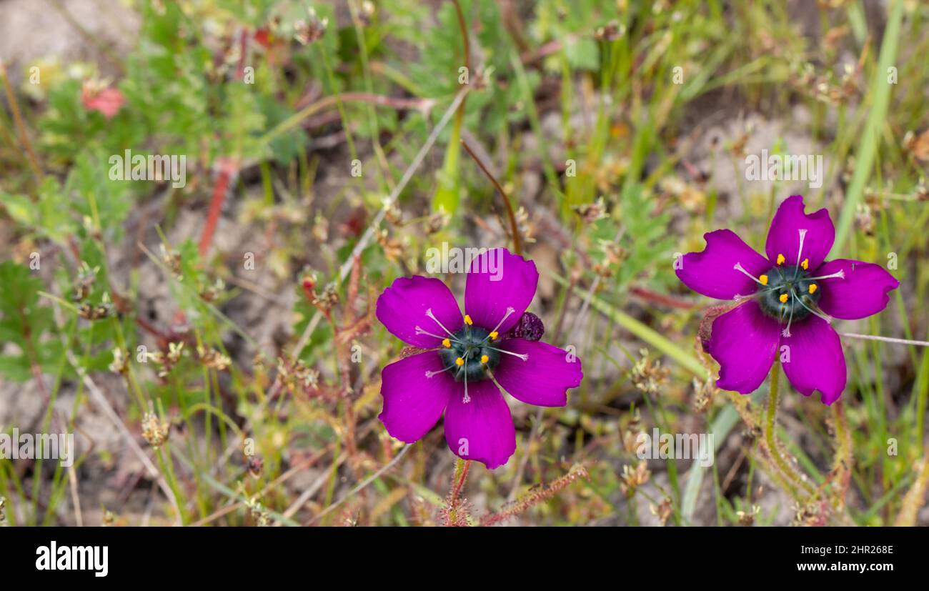 Two beautiful purple flowers of Drosera cistiflora seen in natural habitat near Mamlesbury in the Western Cape of South Africa Stock Photo