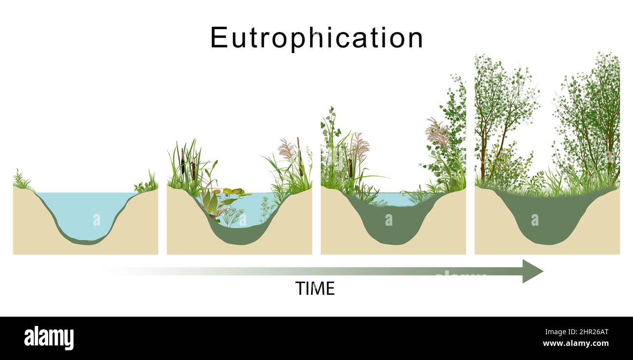 Eutrophication sets off a chain reaction in the ecosystem, starting with an overabundance of algae and plants Stock Photo