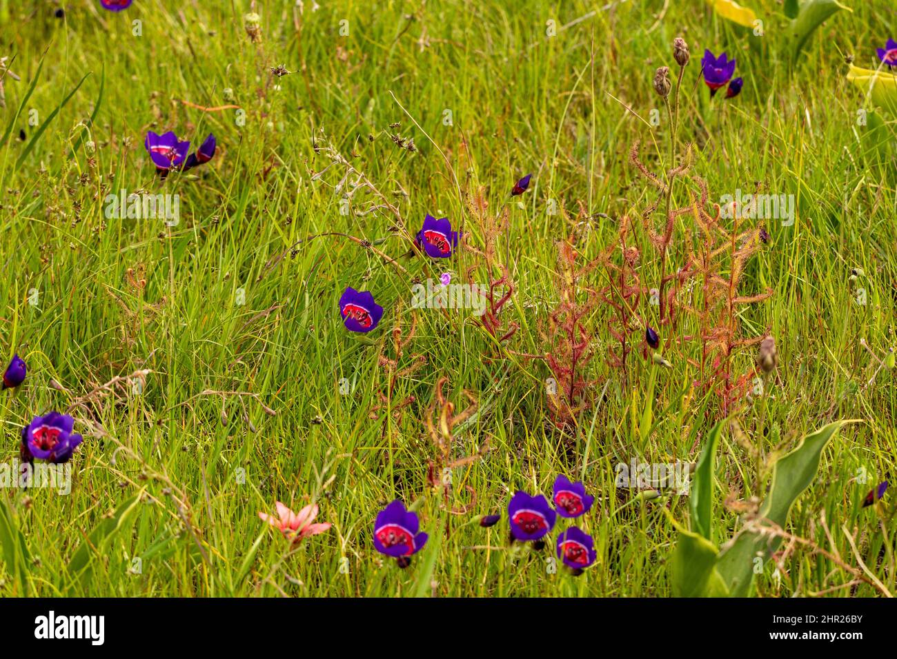Drosera cistiflora and Geissorhiza growing together near Darling in the Western Cape of South Africa Stock Photo