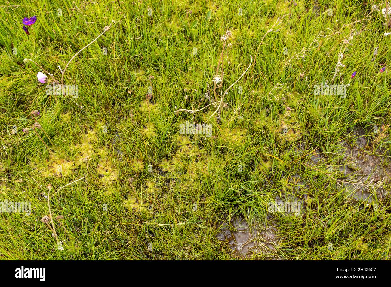 Carnivorous Plants: Rosettes of the Sundew Drosera pauciflora seen in natural habitat near Darling in the Western Cape of South Africa Stock Photo