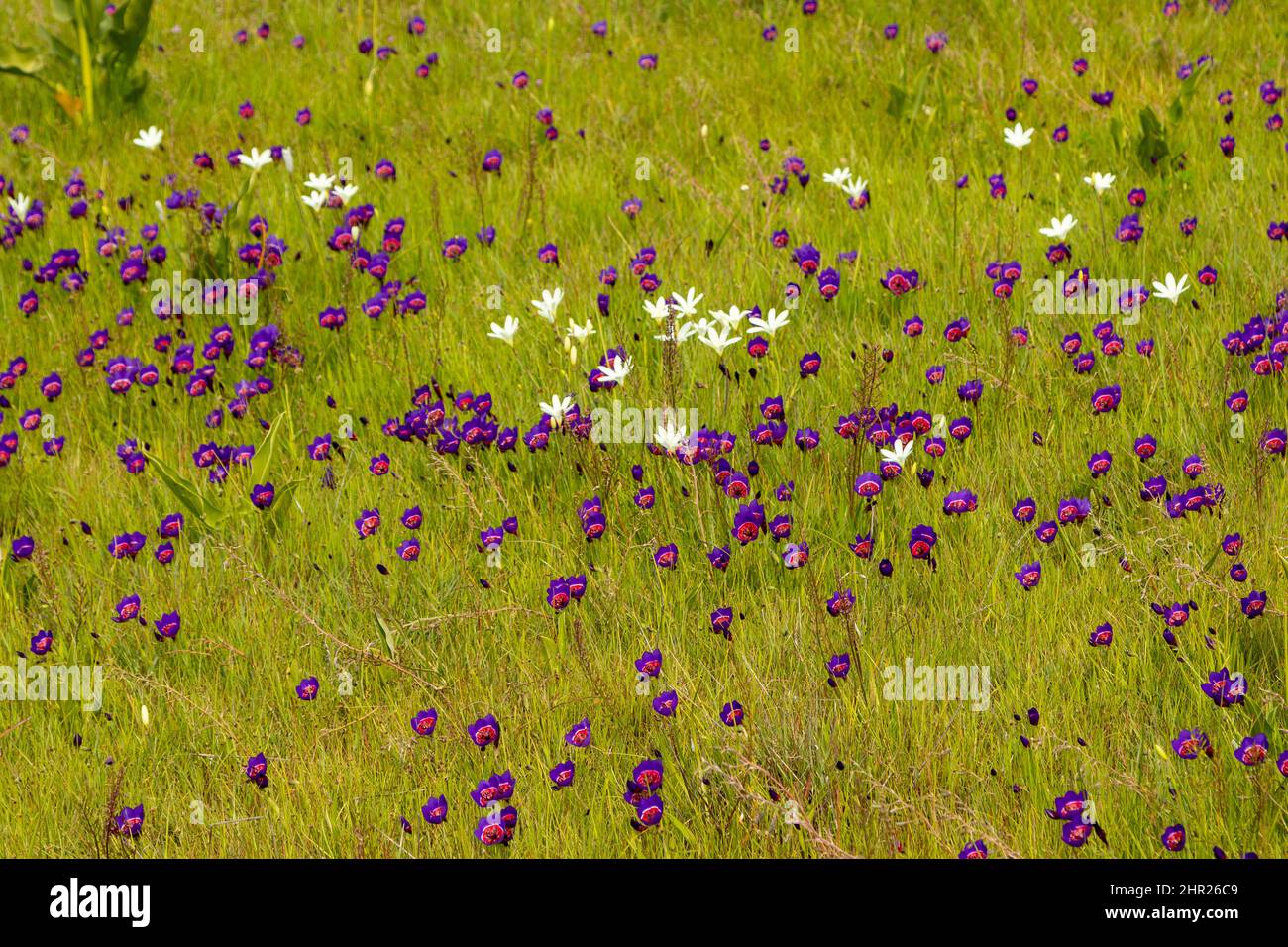 Flowers of Geissorhiza radians and one flower of Romulea eximia in natural habitat near Darling, Western Cape of South Africa Stock Photo