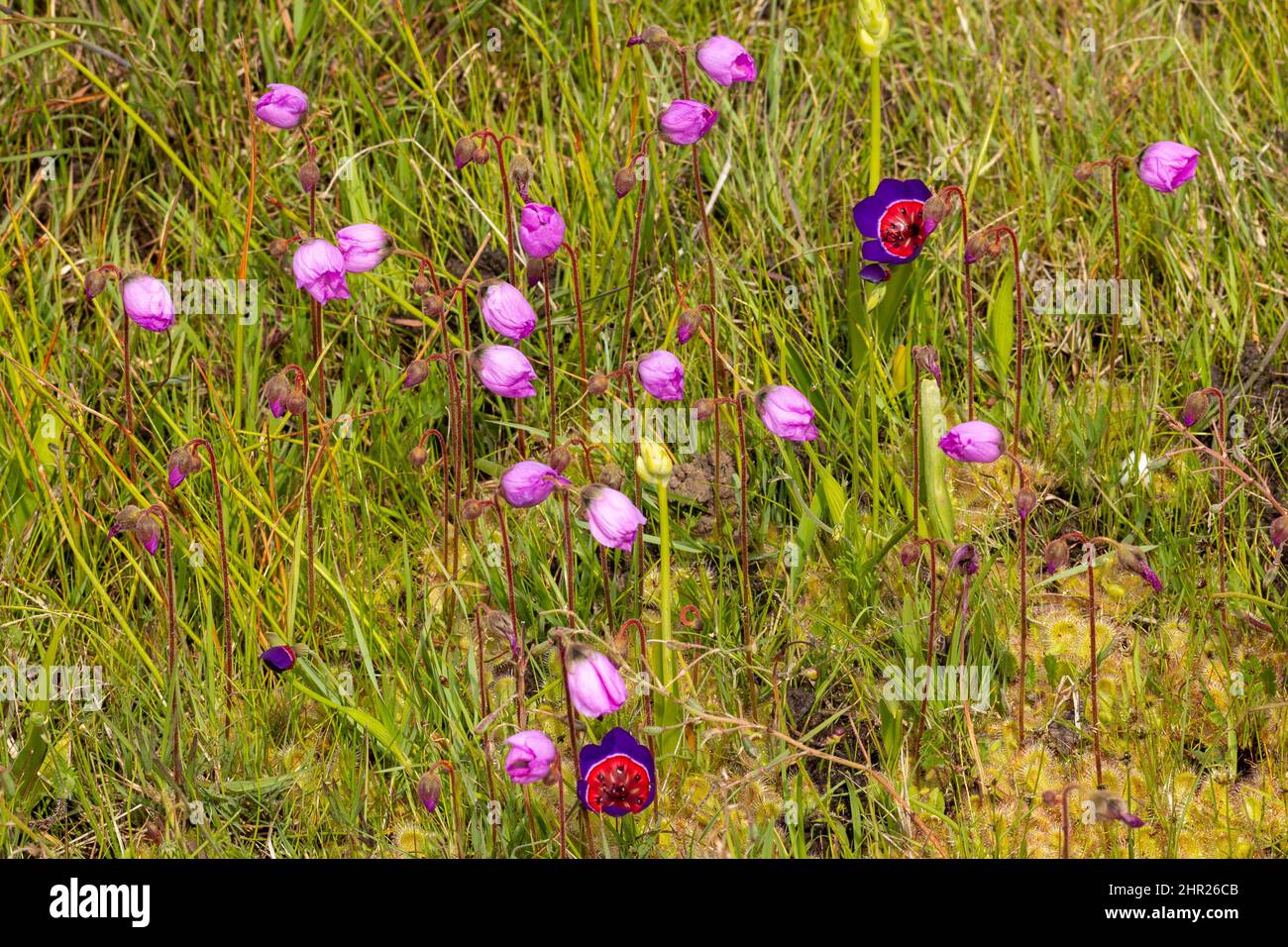 Flowers of the carnivorous plant Drosera pauciflora in natural habitat near Darling in the Western Cape of South Africa Stock Photo
