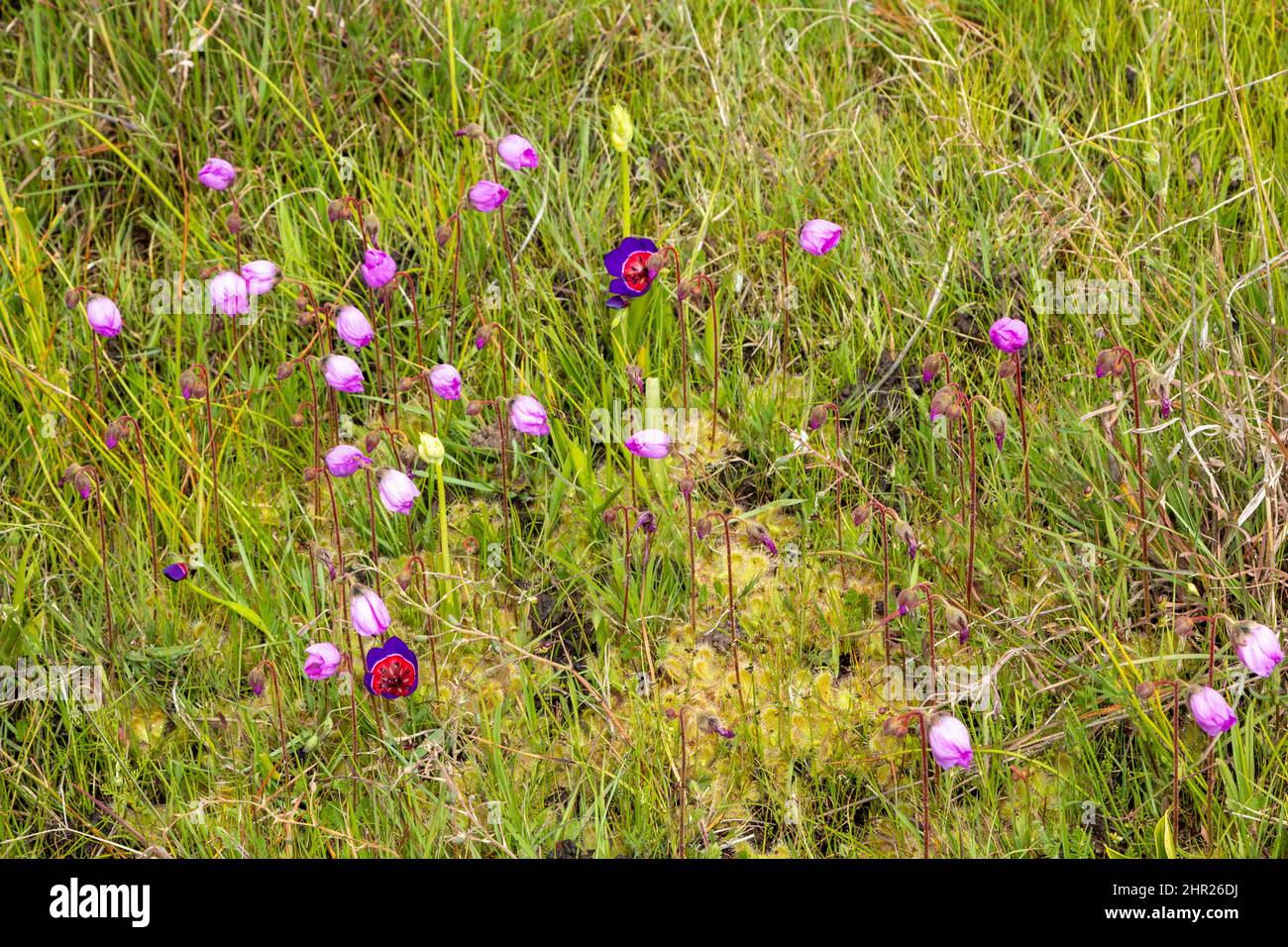 South African Wildflowers: Drosera pauciflora and Geissorhiza radians in natural habitat near Darling in the Western Cape of South Africa Stock Photo