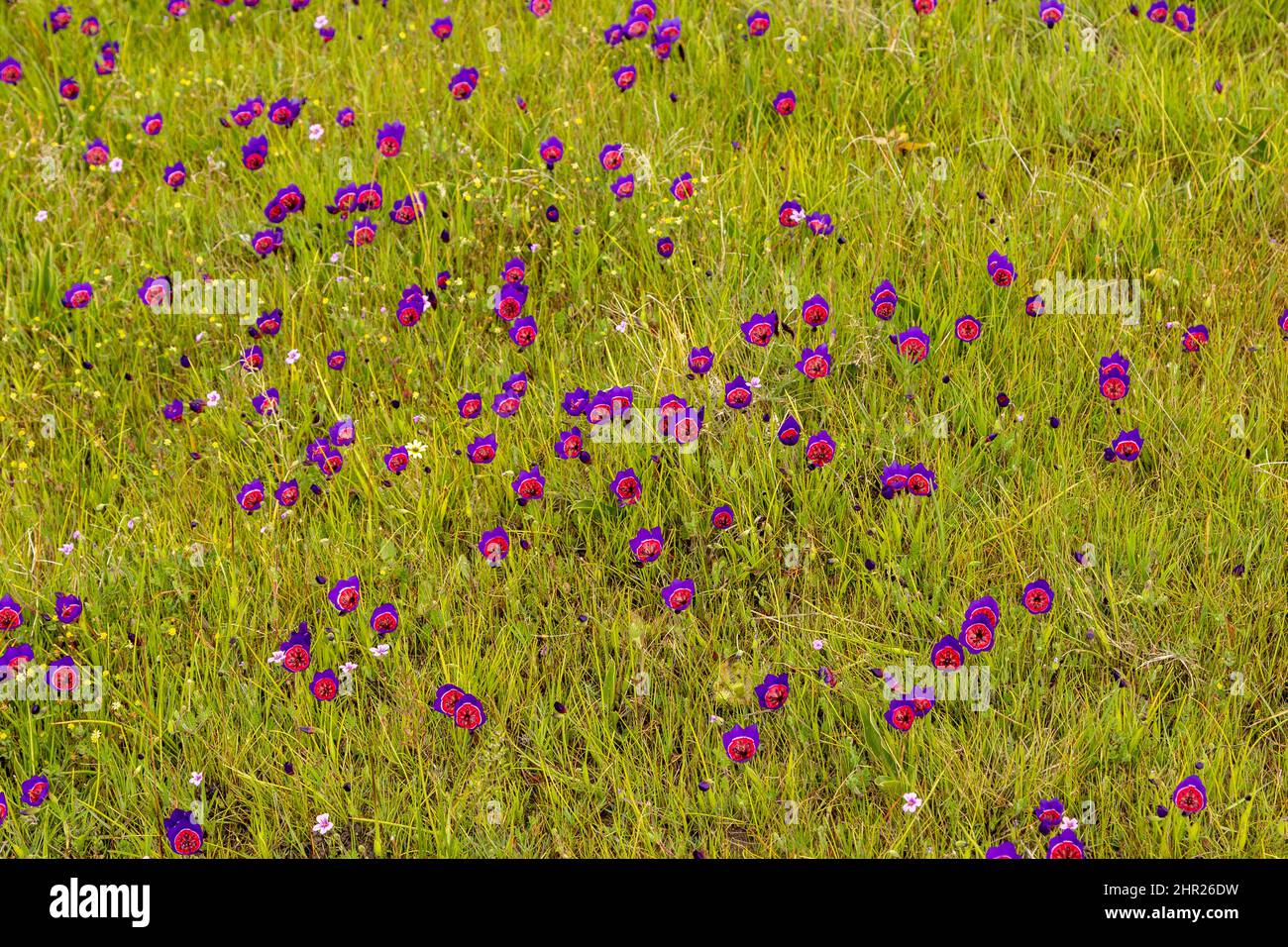 South African Wilflower: Mass flowering of Geissorhiza radians in renosterveld vegetation near Darling in the Western Cape of South Africa Stock Photo