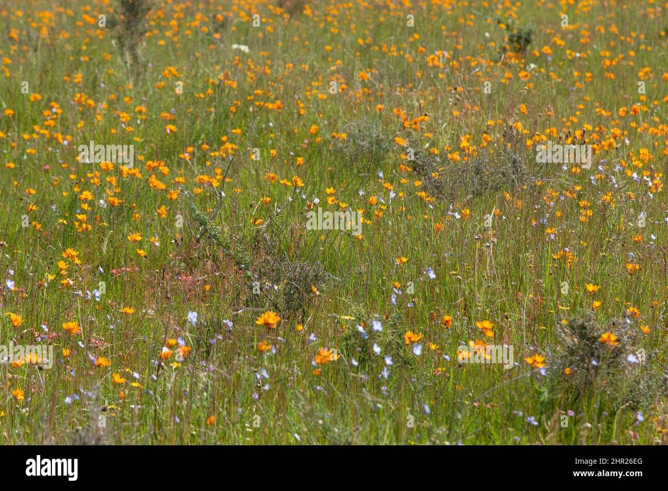 Mass flowering of Ixia maculata in a renoserverld near Darling in the Western Cape of South Africa Stock Photo