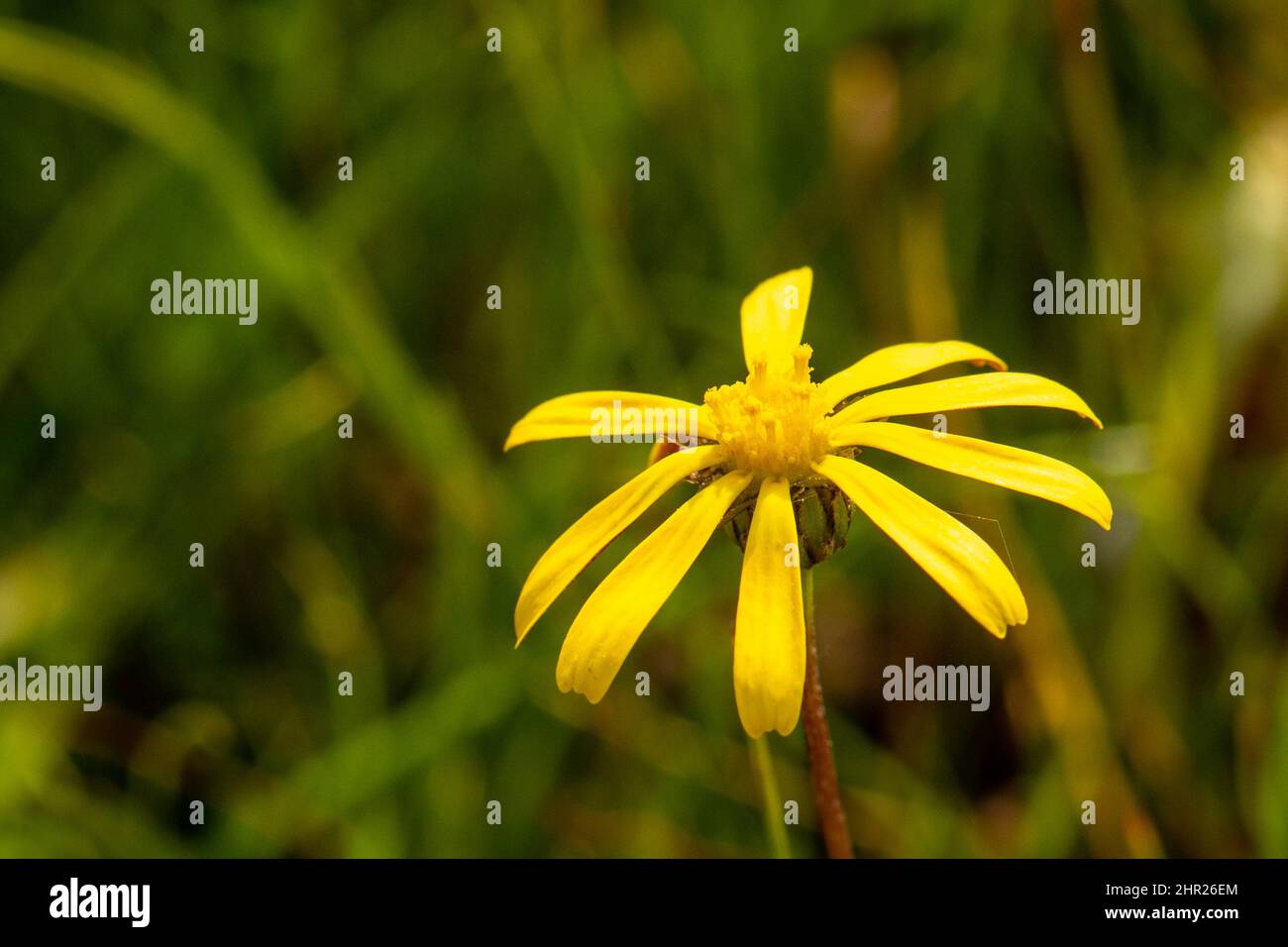 South African Wildflower: Yellow flower of an Aster (probably) close to Darling in the Western Cape of South Africa Stock Photo