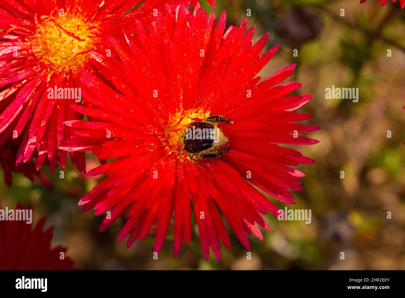 A Monkey beetle pollinating the red of flower of Lampranthus coccineus near Darling, Western Cape of South Africa Stock Photo