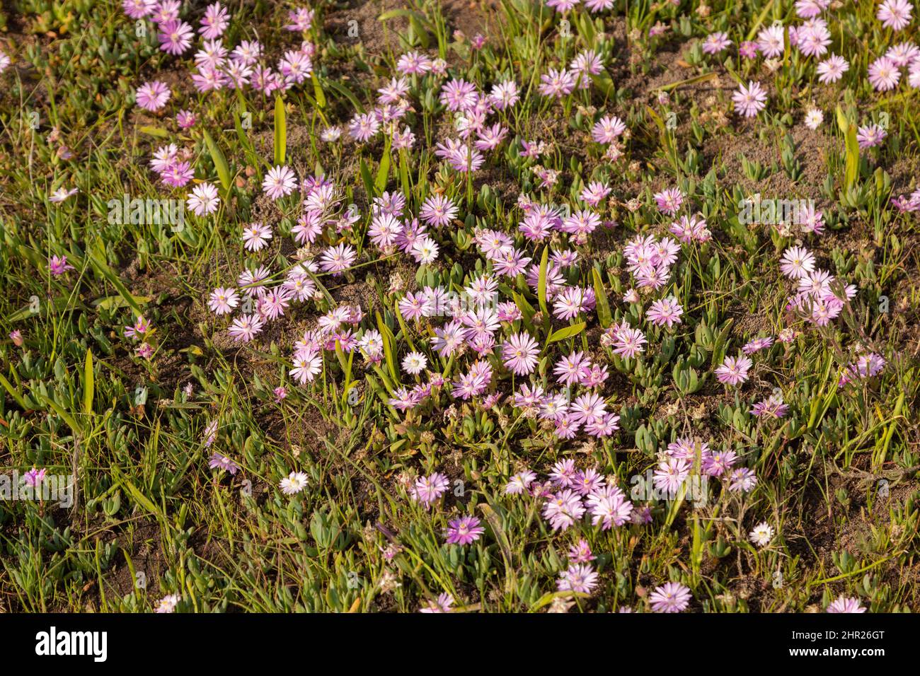 Pink flowers of an Aster seen close to Darling in the Western Cape of South Africa Stock Photo