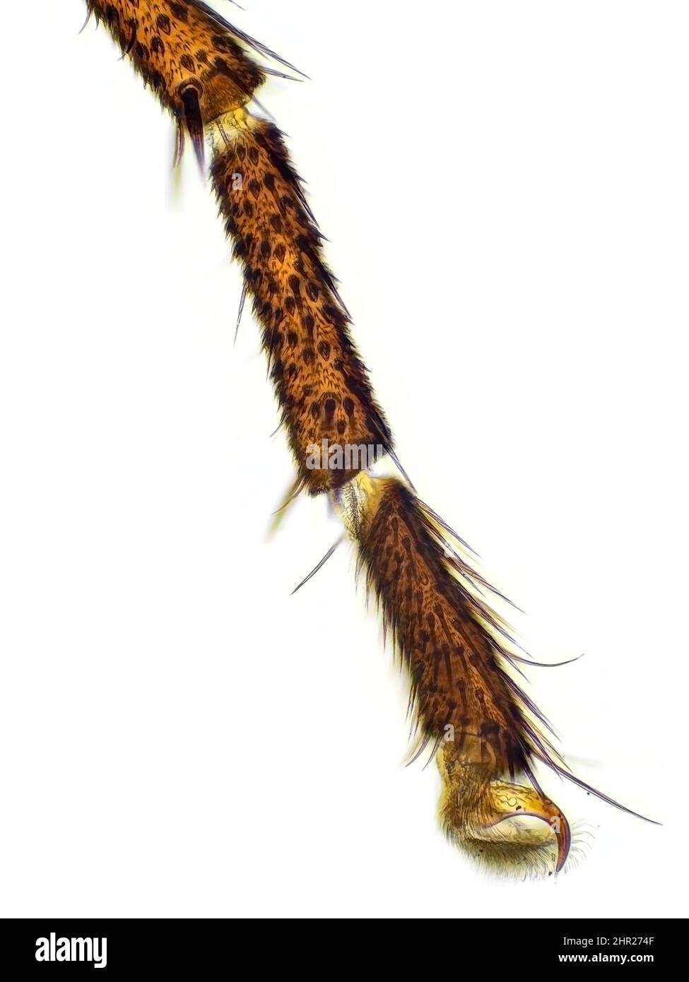 Mosquito leg under the microscope, vertical field of view is about 0.6mm Stock Photo