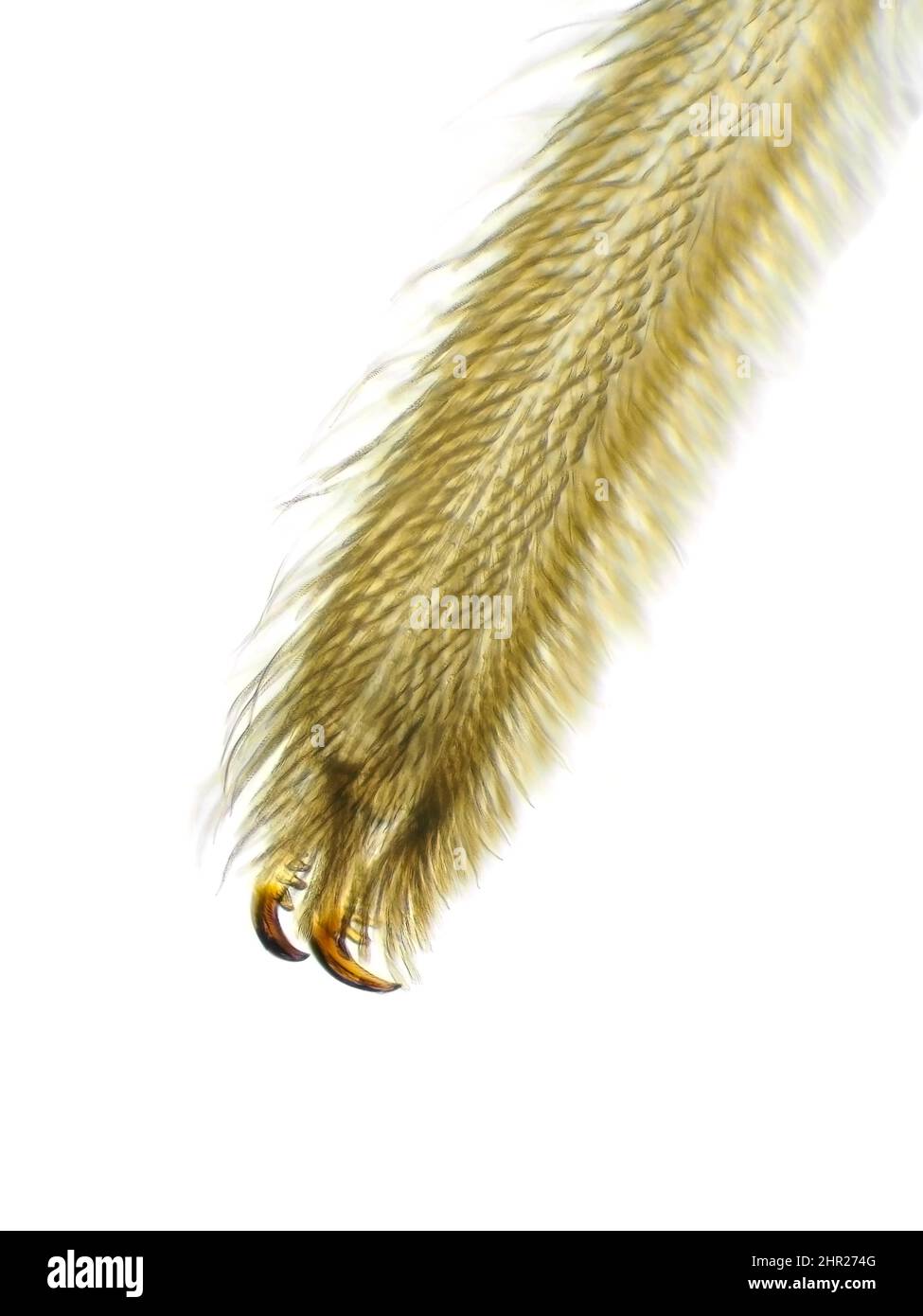 Spider leg under the microscope (tarsus and claws) Stock Photo