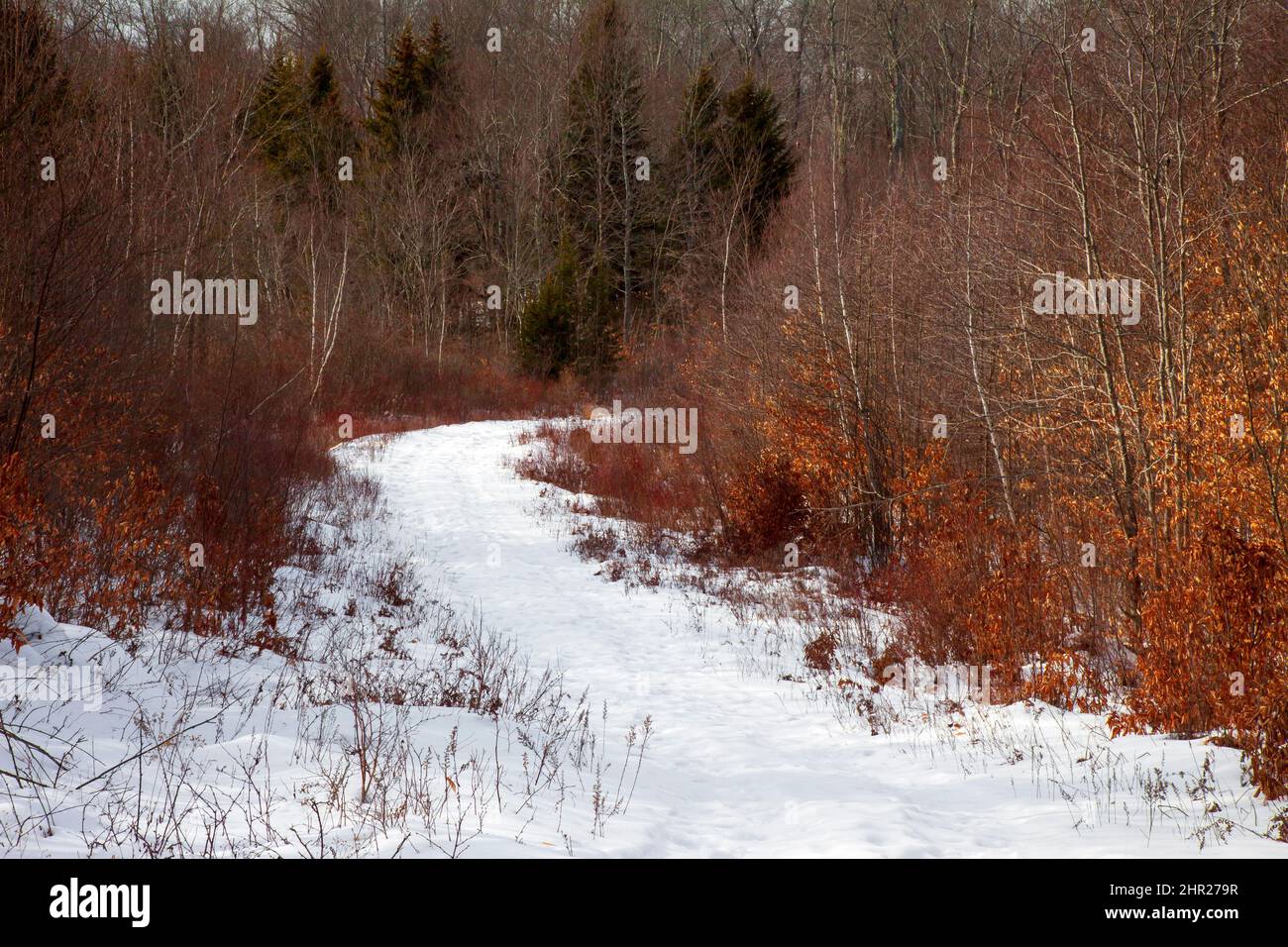 A snow covered woods road in winter in Pennsylvania's Pocono Mountains Stock Photo