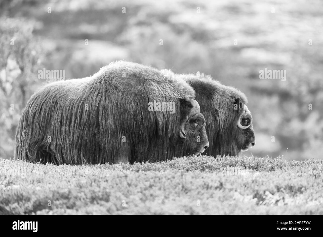 Musk-ox in a fall colored setting at Dovrefjell Norway. Stock Photo
