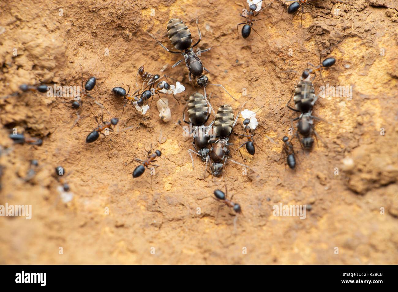 Queen jungle ant ant worker ants, Satara, Maharashtra, India Stock Photo