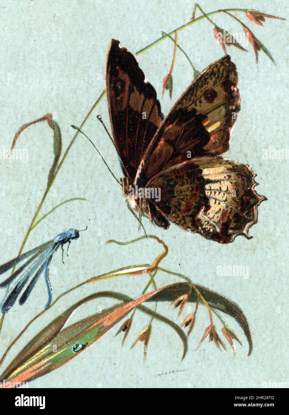 Papillon "Petit sylvandre" (Hipparchia hermione) (rock grayling